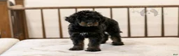 Bernedoodle dogs for sale: Olympic - Ready Now! - Ad 1