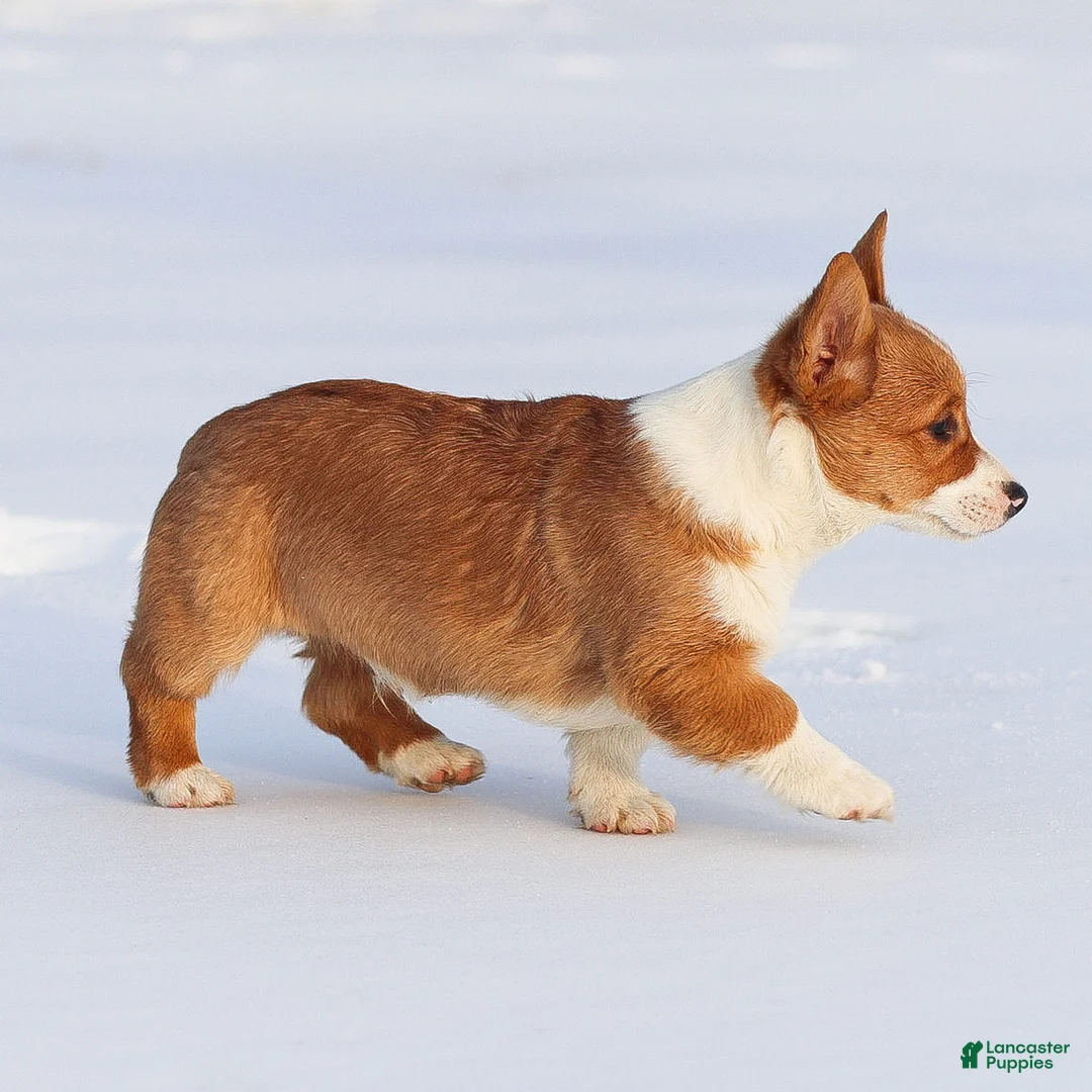 Welsh Corgi Pembroke dogs for sale: Kadin Welsh Corgi Pembroke - Ad 15