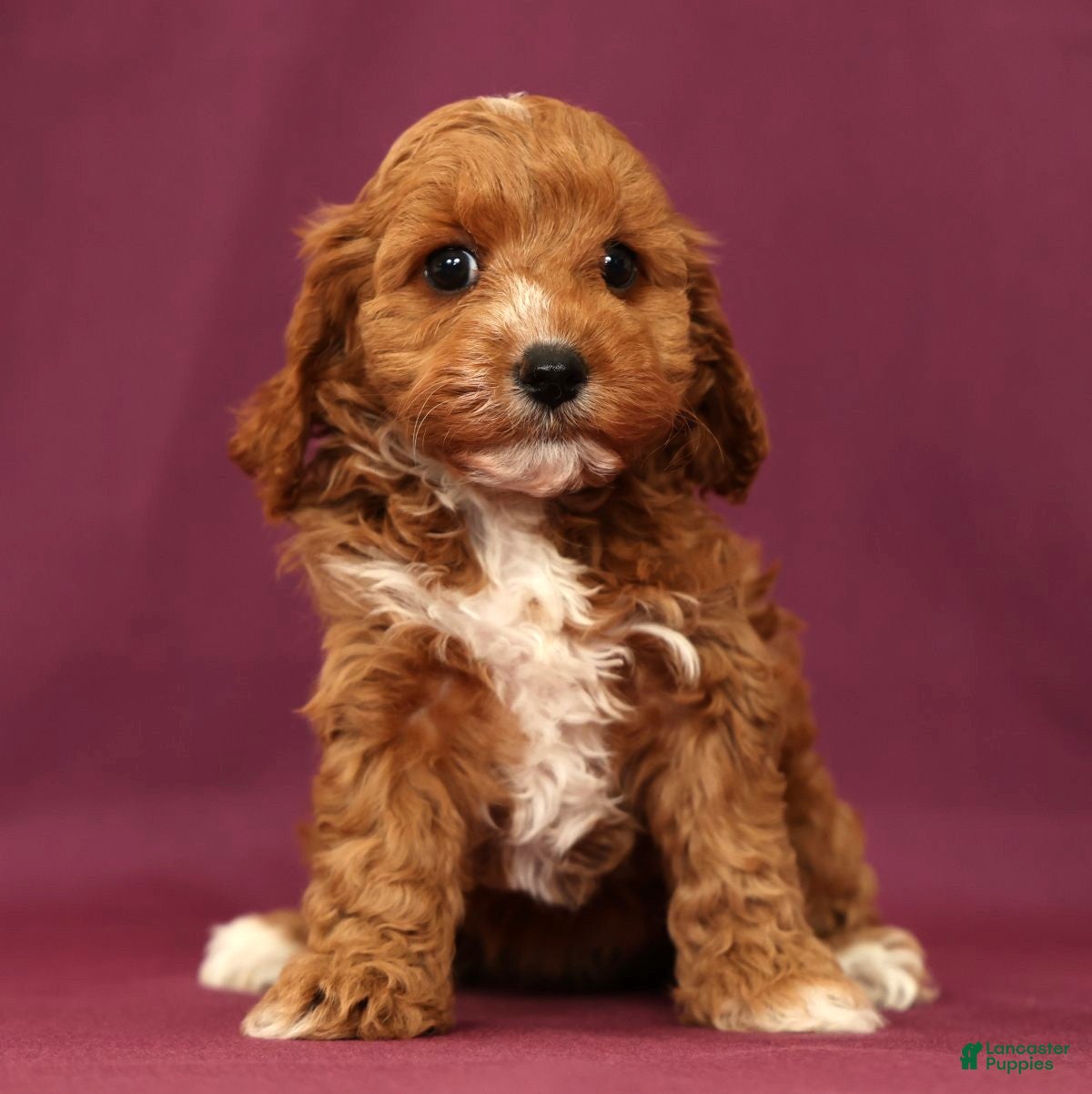 Cavapoo dogs Lacey - Ad 1