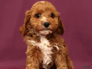Cavapoo dogs for sale: Lacey - Ad 2