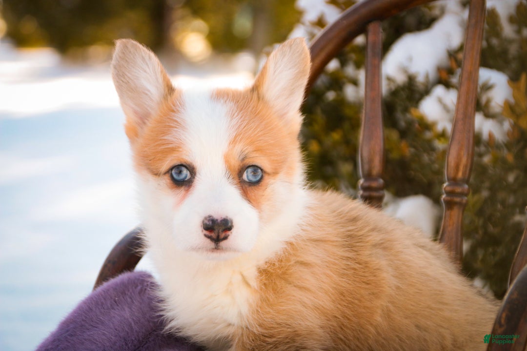 Welsh Corgi Pembroke dogs for sale: Elsa - Ad 6