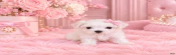 Maltese dogs for sale: Maltese 1 - Ad 3