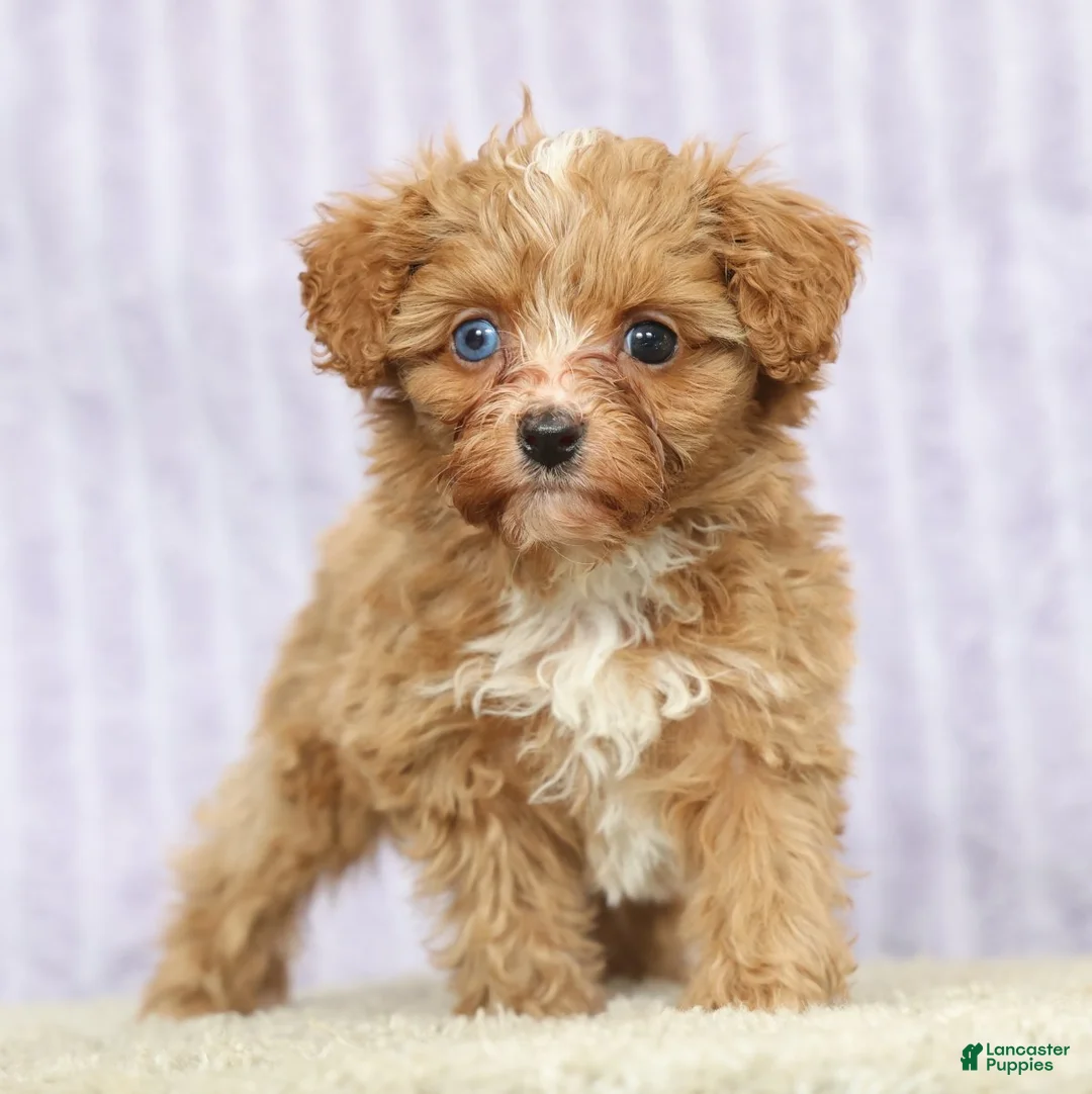 Cavapoo dogs for sale: Lilly - Ad 2