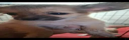 Chihuahua dogs for sale: Smasher - Ad 1