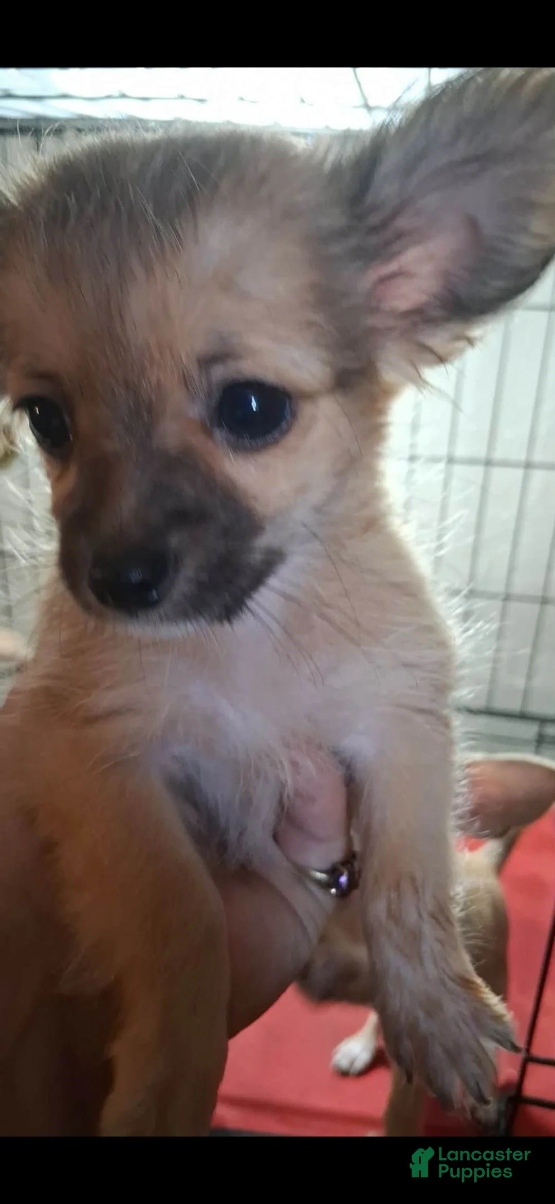 Chihuahua dogs for sale: Smasher - Ad 1