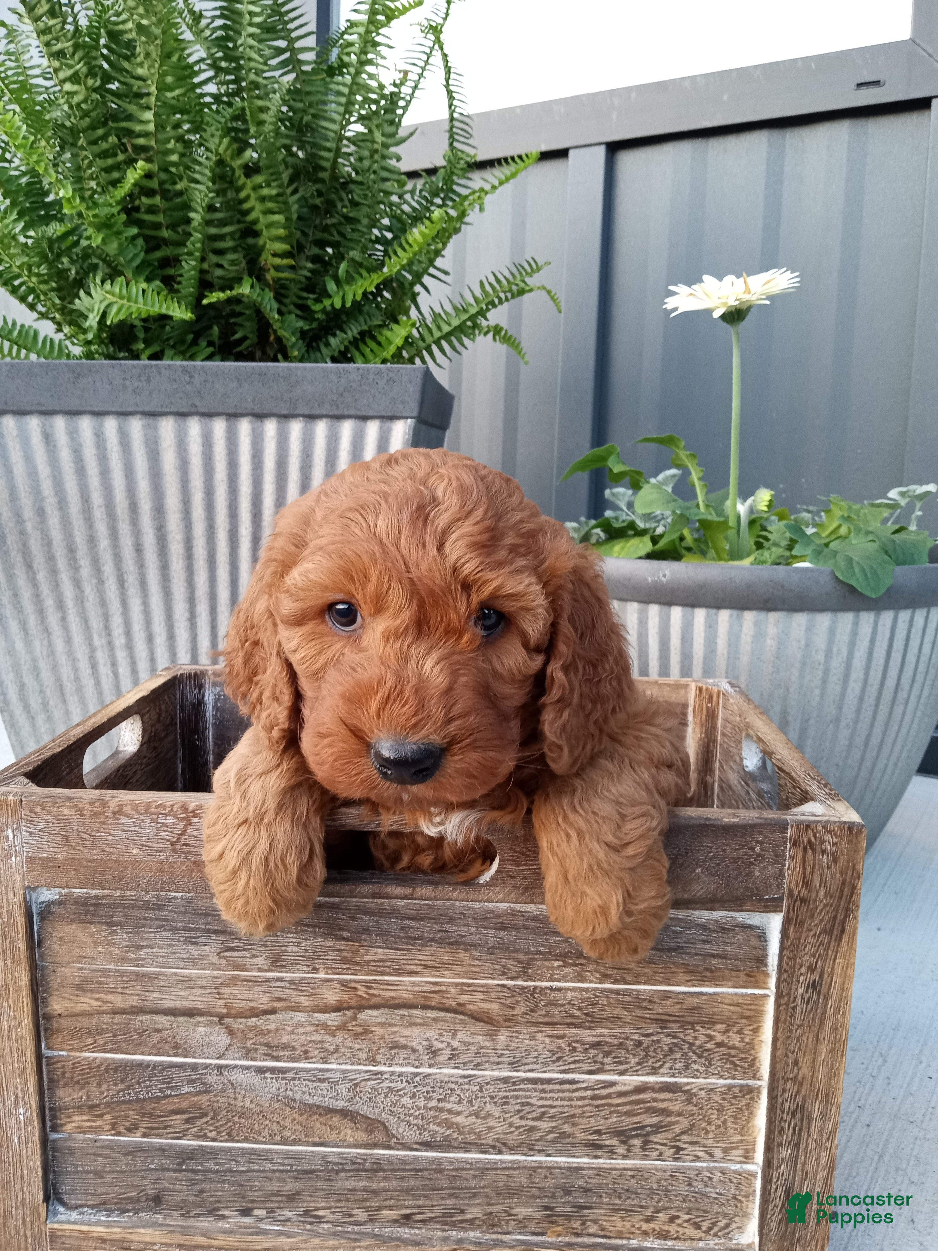 Mini Goldendoodle dogs Calvin F1b - Ad 2