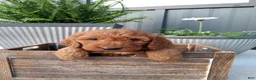 Mini Goldendoodle dogs for sale: Calvin F1b - Ad 1
