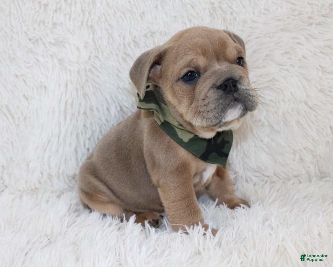English Bulldog dogs for sale: Cash - Ad 2