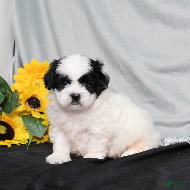 Teddy Bear dogs Oliver - Ad 1