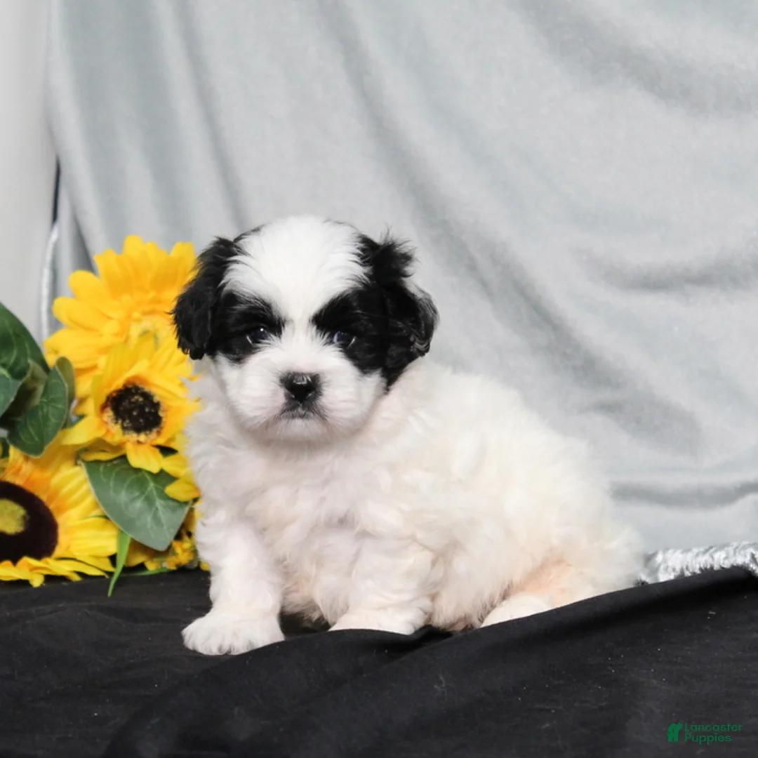 Teddy Bear dogs for sale: Oliver - Ad 1