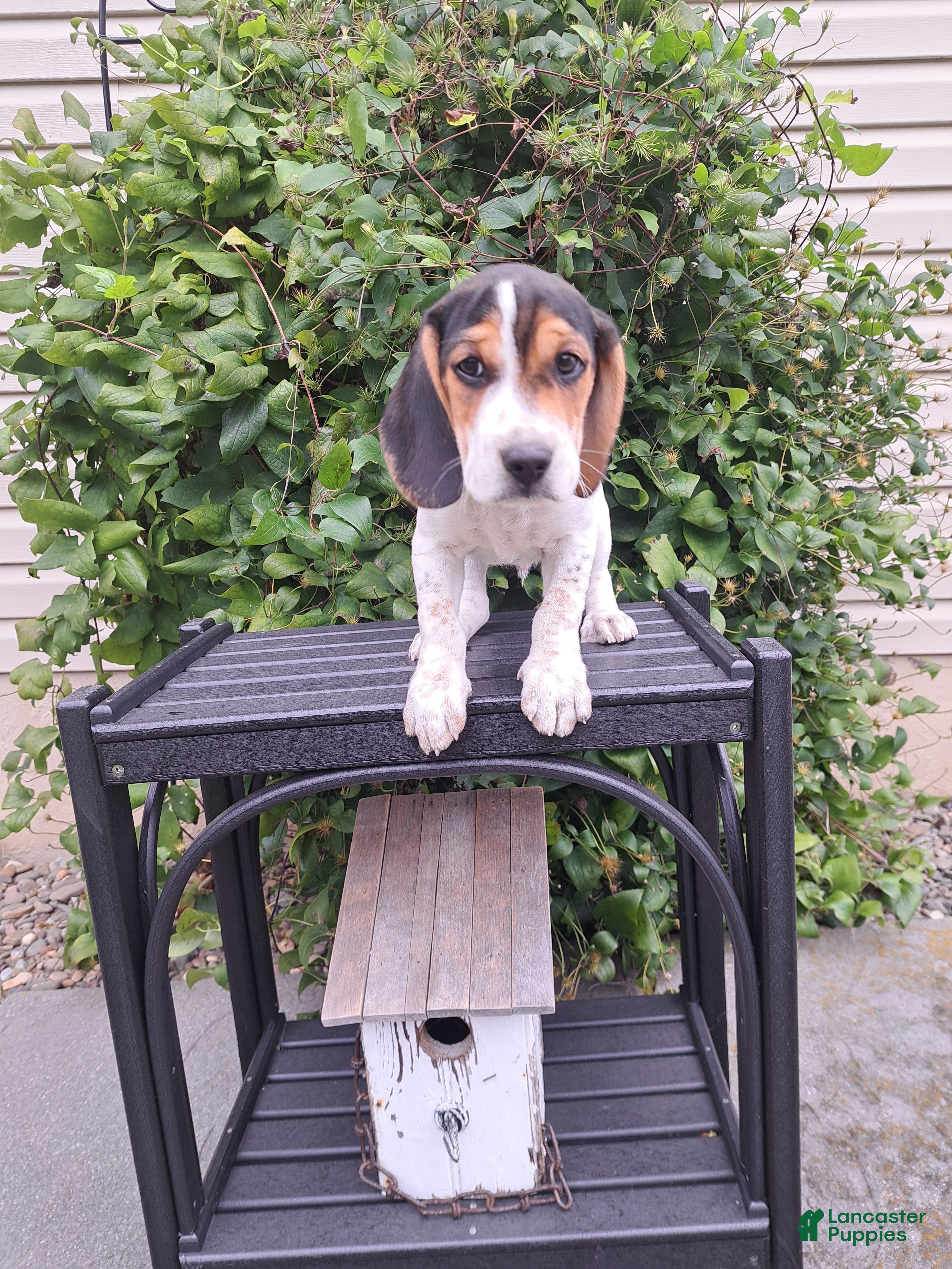 Beagle dogs ARCHIE - Ad 1