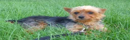 Yorkshire Terrier dogs for sale: Tia - Ad 8