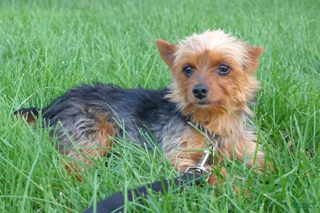 Yorkshire Terrier dogs for sale: Tia - Ad 8