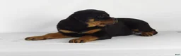 Rottweiler dogs for sale: Rottweiler Puppy 5 - Ad 6