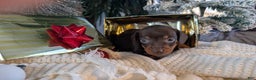 Miniature Dachshund dogs for sale: Flint - Ad 12