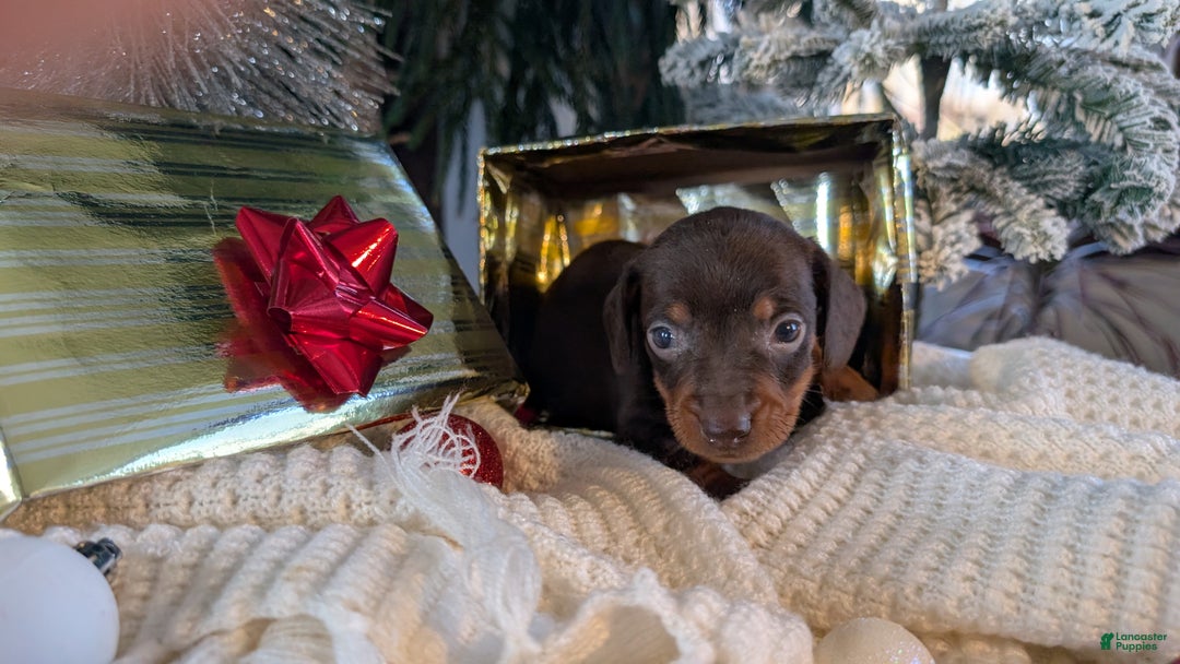Miniature Dachshund dogs for sale: Flint - Ad 12