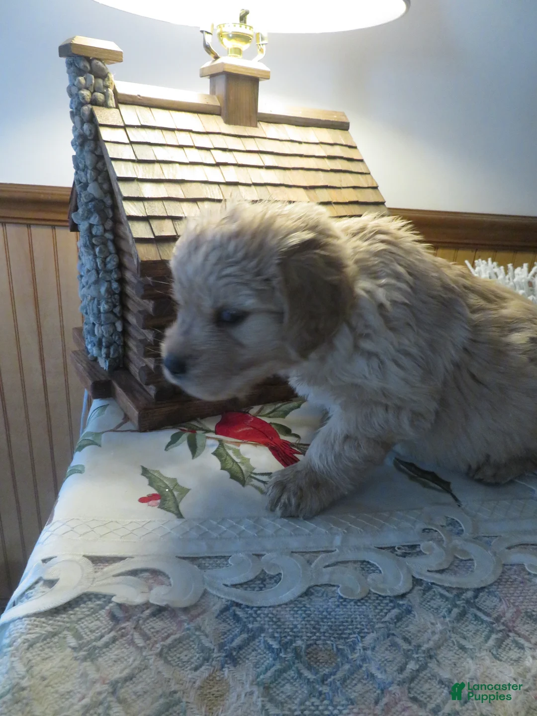 Golden Retriever dogs for sale: JOEY - CHAMPION LINE - Ad 3