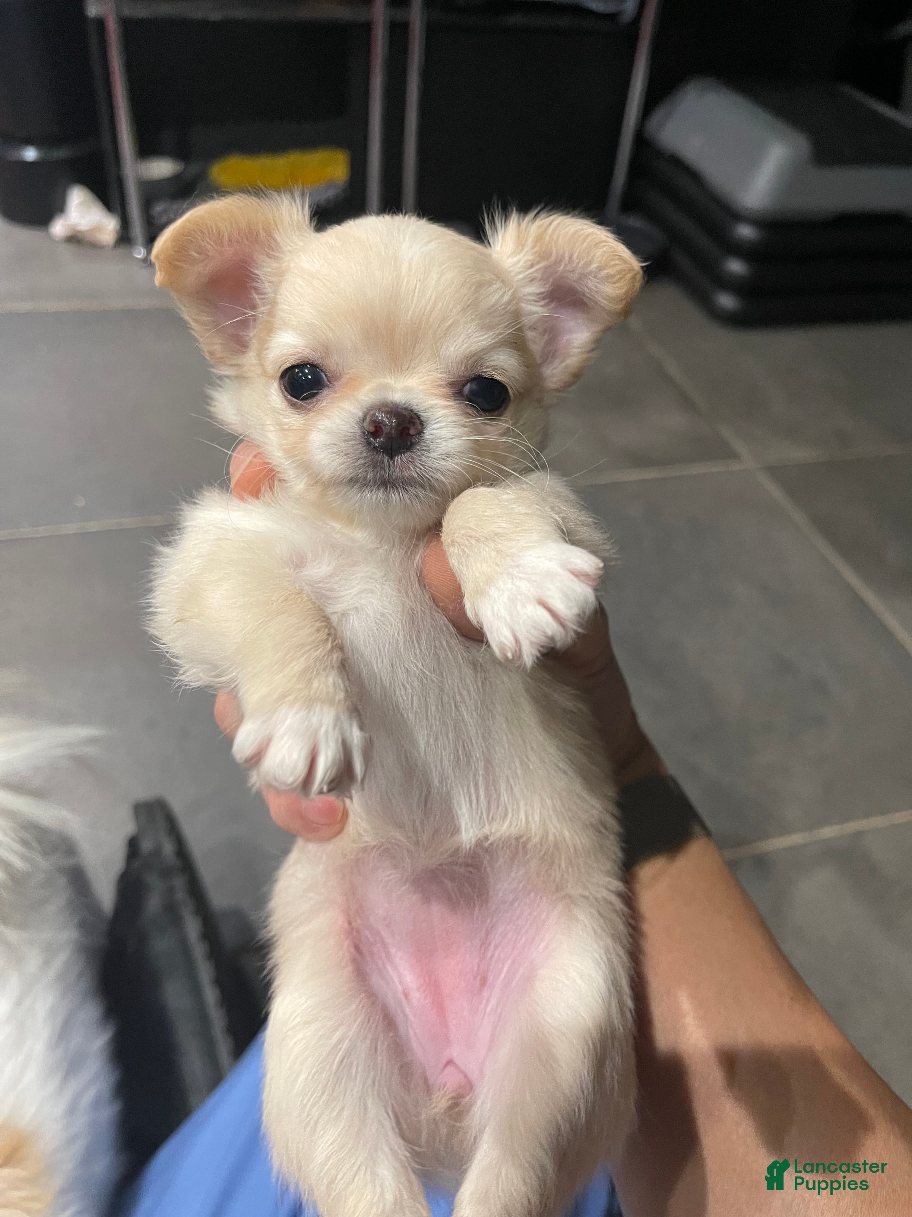 Chihuahua dogs for sale: Sing Sing - Ad 18