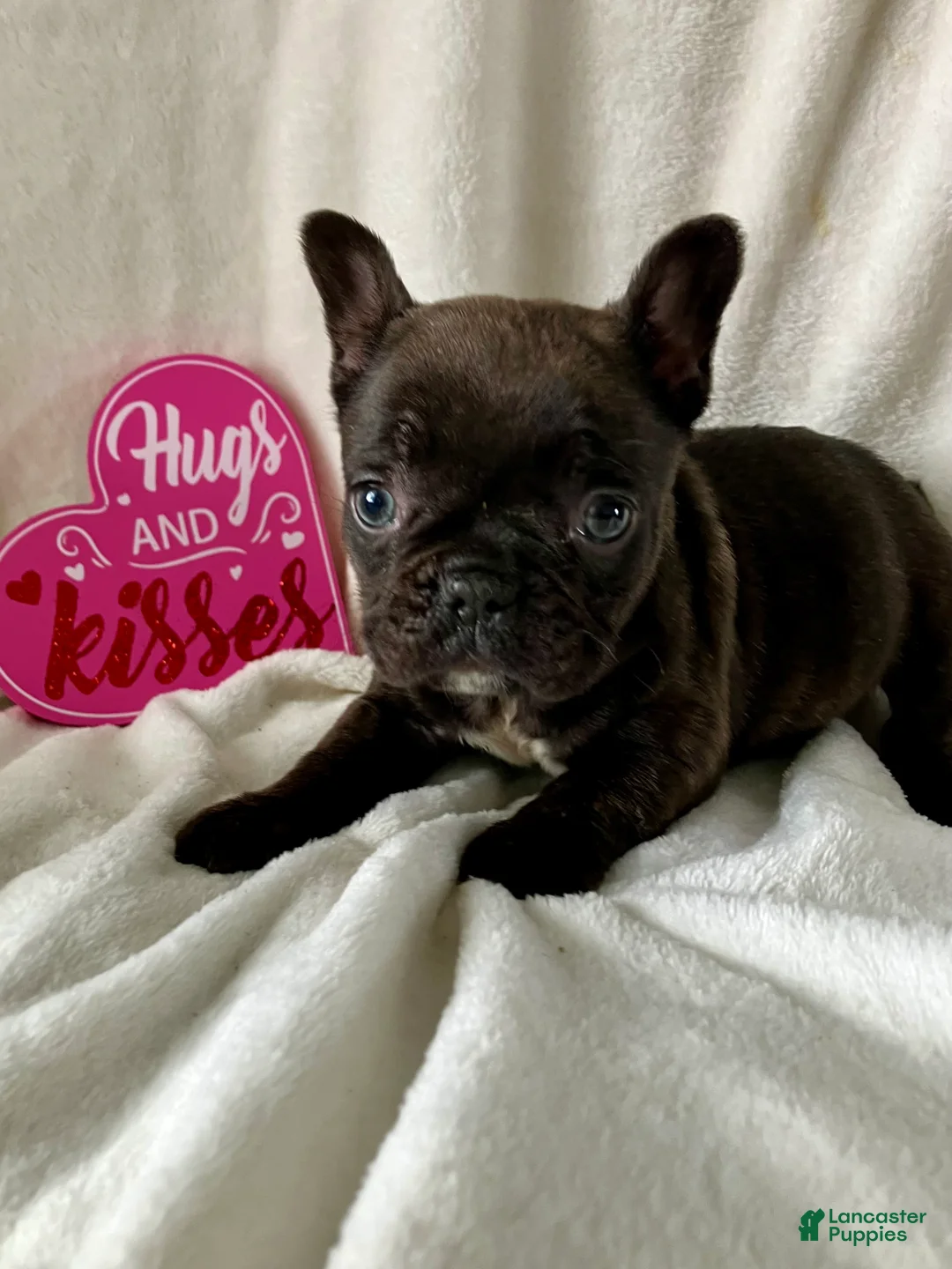 French Bulldog dogs for sale: Paisley - Ad 4