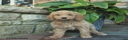 Mini Goldendoodle dogs for sale: Bonnie  - Ad 3