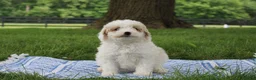 Mini Goldendoodle dogs for sale: Tulip - Ad 3