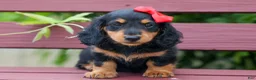 Miniature Dachshund dogs for sale: Tucker 🐶 - Ad 13
