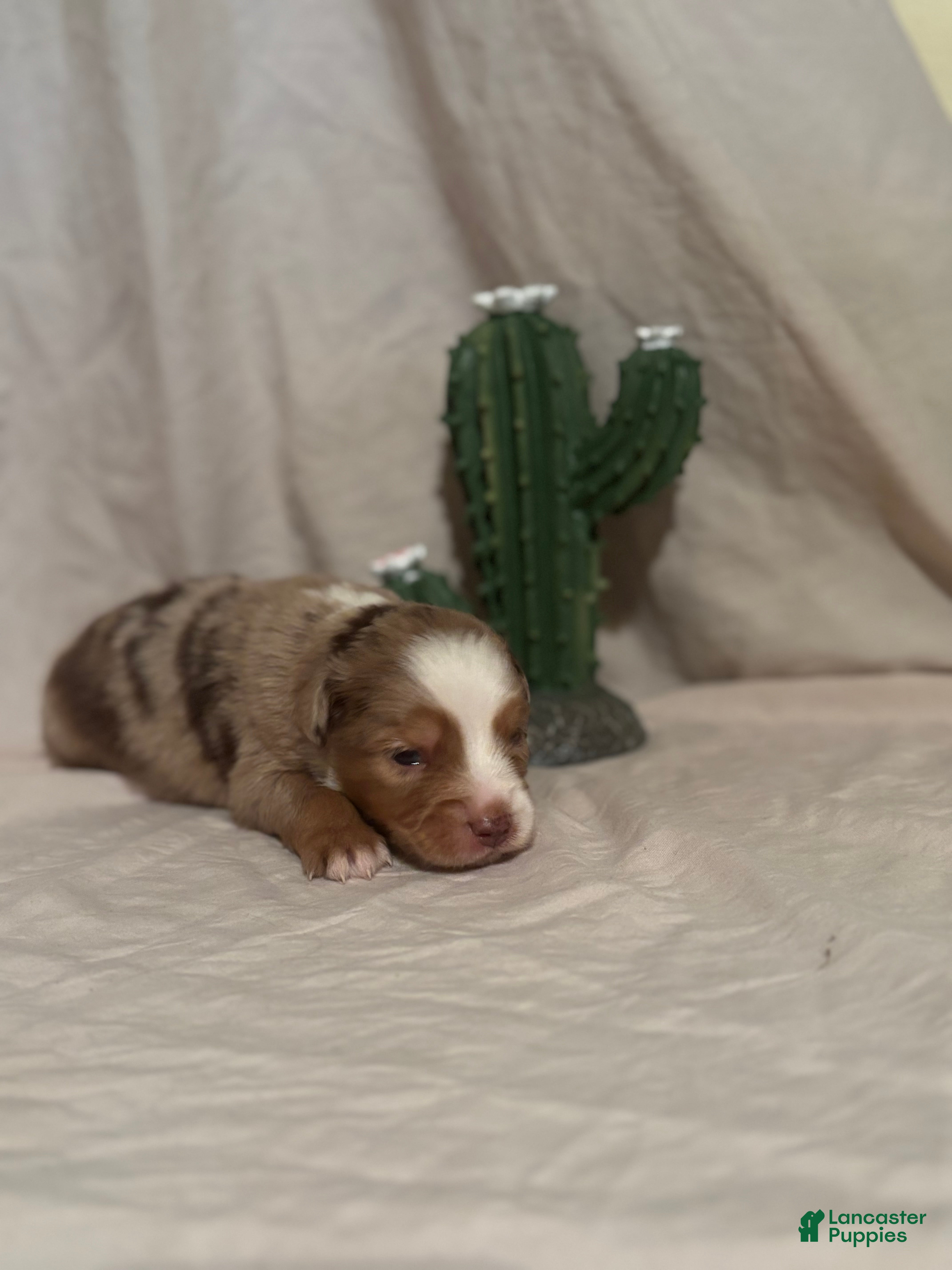 Toy Australian Shepherd dogs Wrangler - Ad 1