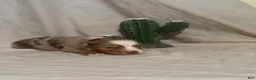 Toy Australian Shepherd dogs for sale: Wrangler - Ad 1