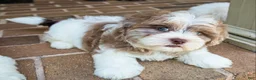 Shihpoo dogs for sale: Bennett - Ad 6