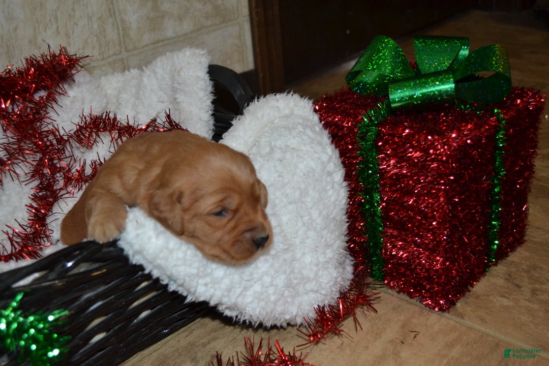 Golden Retriever dogs for sale: Princess - Ad 1