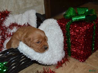 Golden Retriever dogs Princess - Ad 36