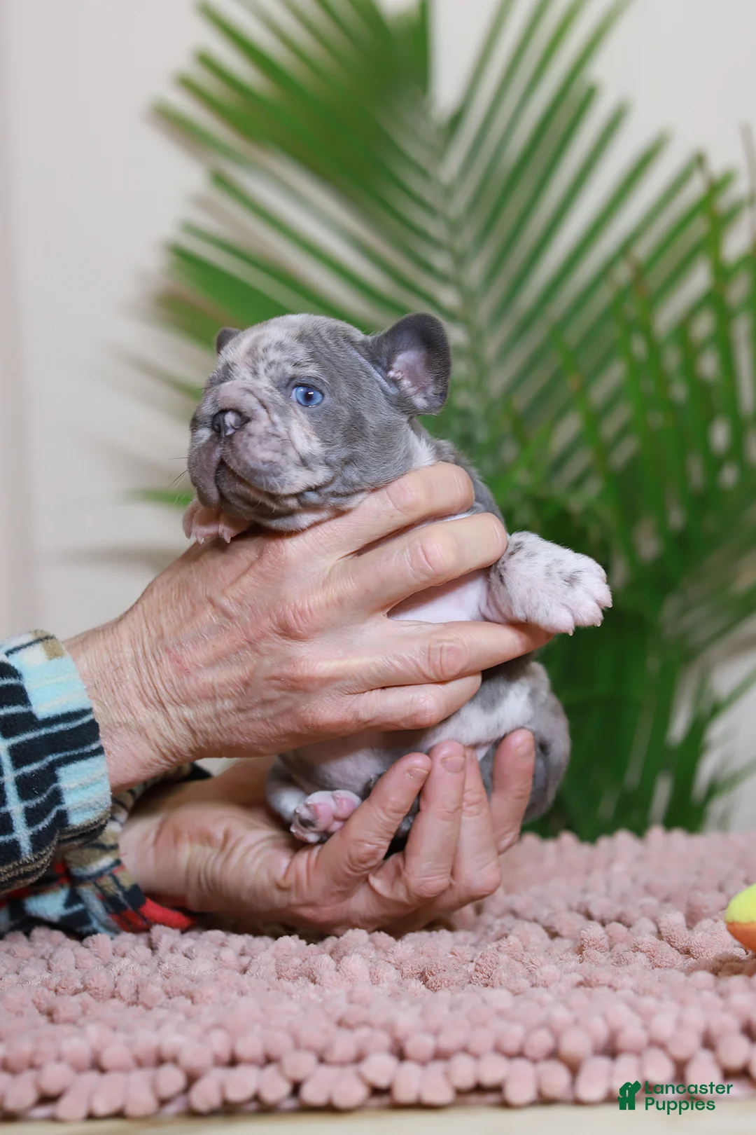 French Bulldog dogs for sale: ROSE - Ad 3