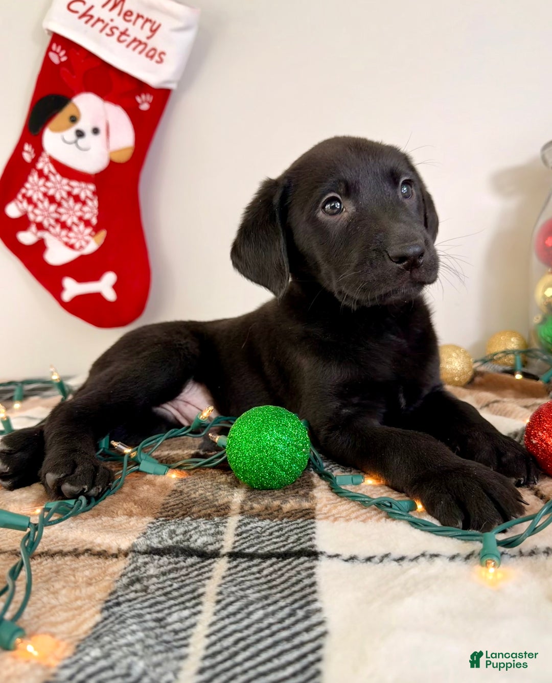 Labrador Retriever dogs for sale: Leonard - Ad 6