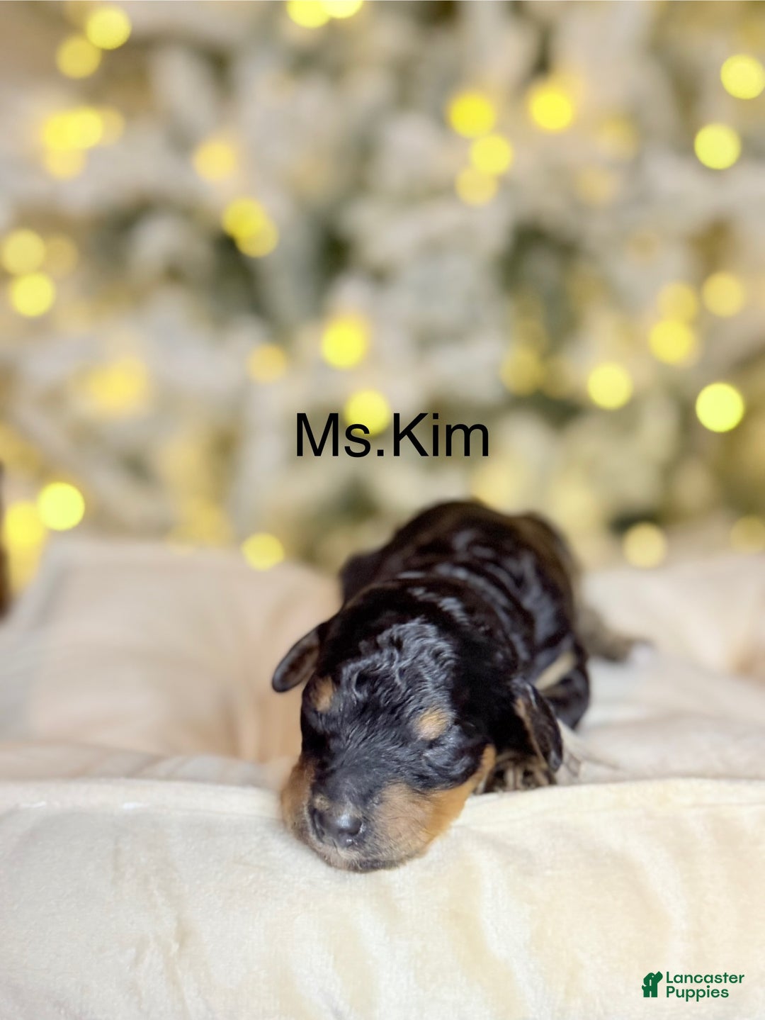 Standard Poodle dogs for sale: Standard Poodle Puppy 5 "Ms. Kim" - Ad 6