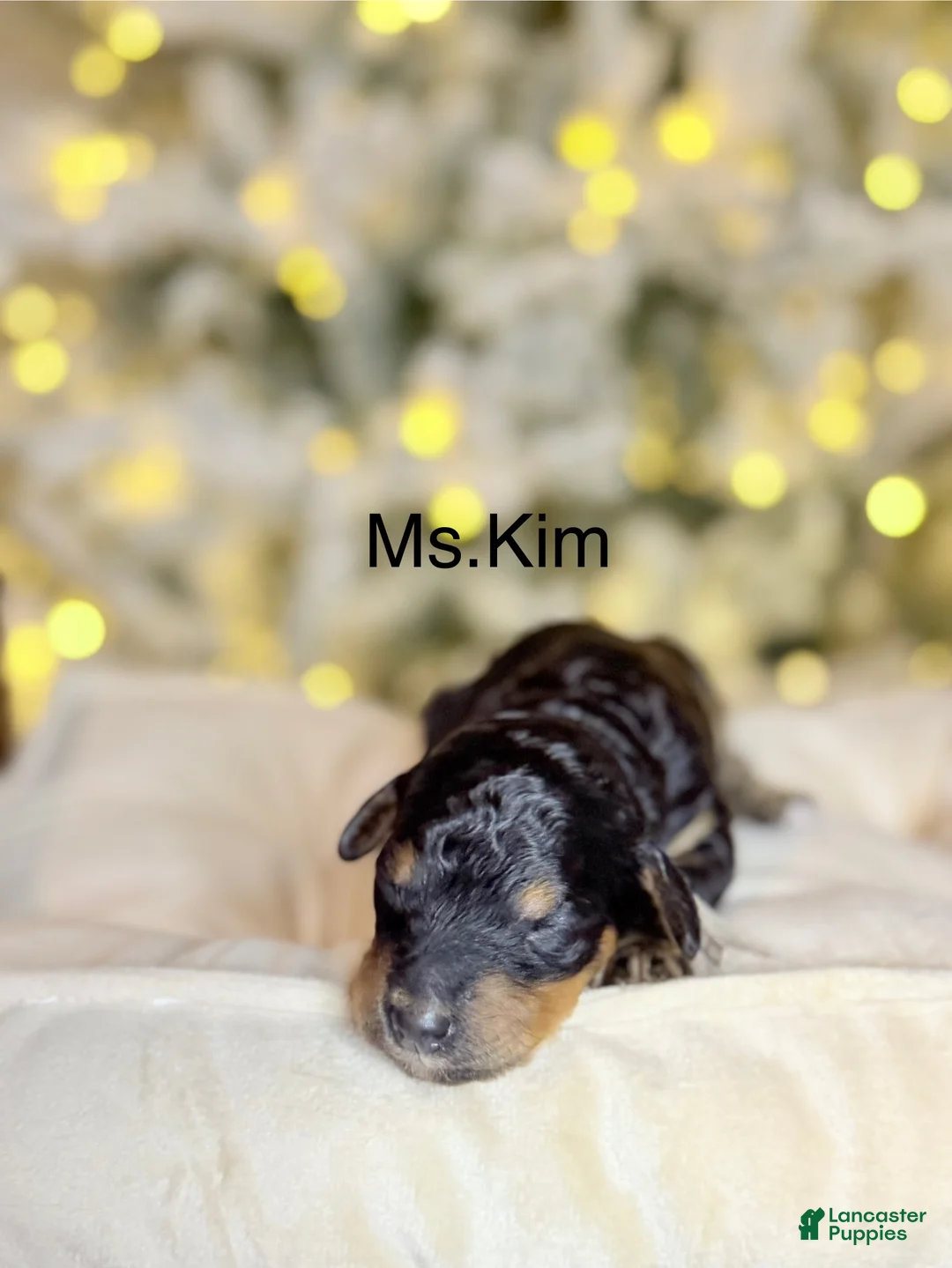 Standard Poodle dogs for sale: Standard Poodle Puppy 5 "Ms. Kim" - Ad 6