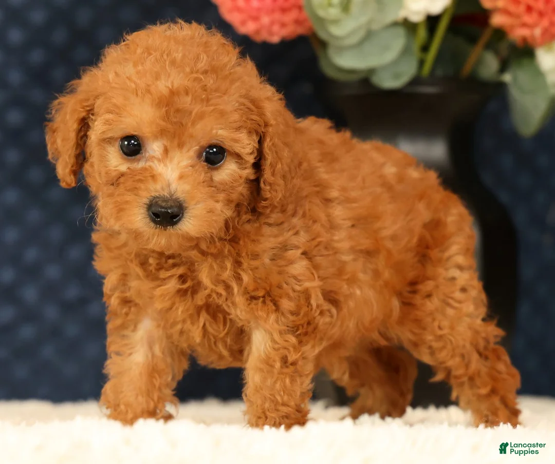 Havapoo dogs for sale: Denver - Ad 2