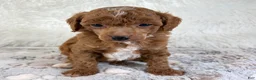 Toy Poodle dogs for sale: Xander - Ad 9