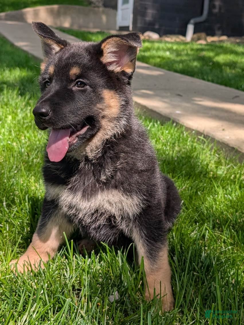 German Shepherd dogs Missy - Ad 2