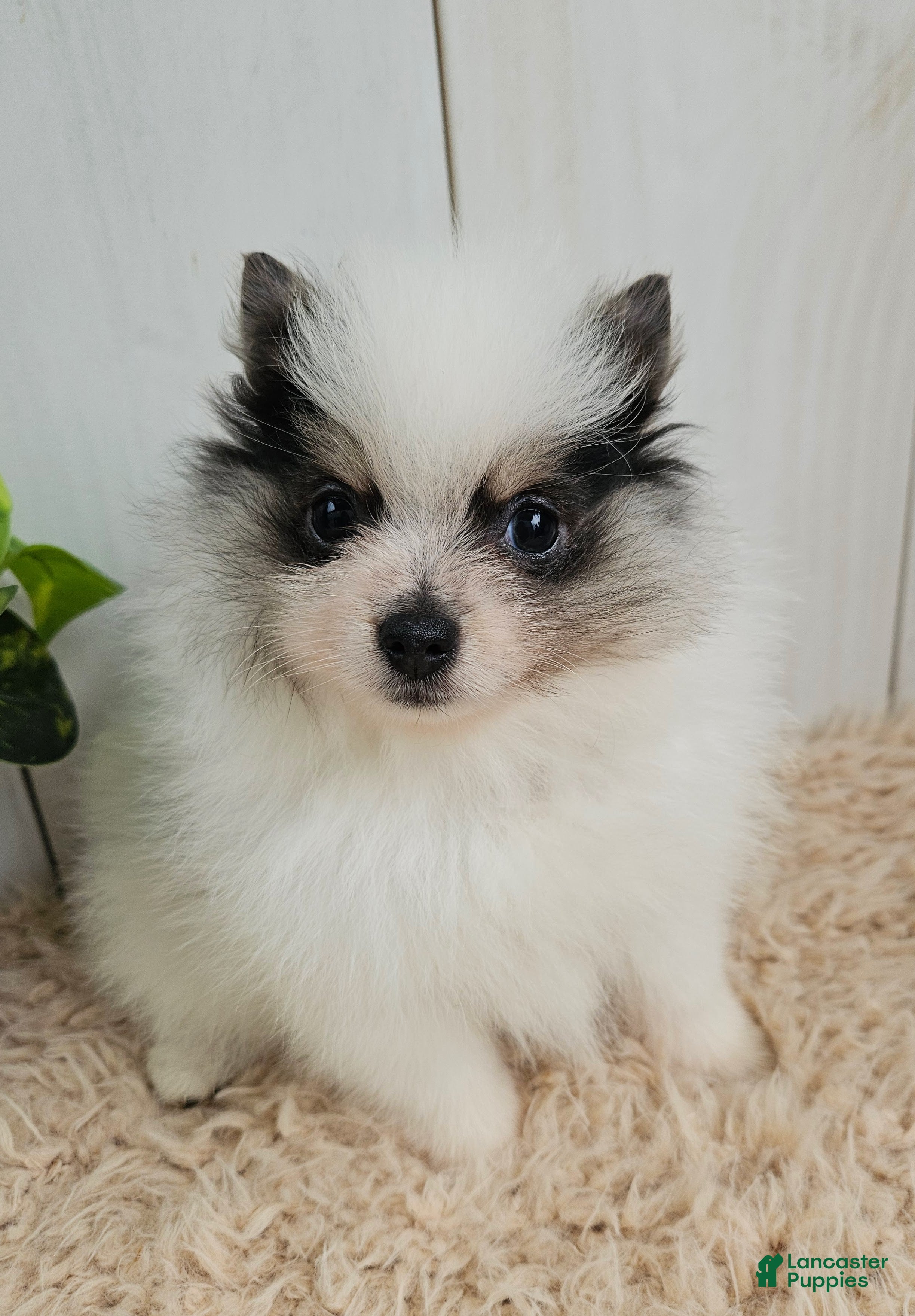Pomeranian dogs Poppy - Ad 1