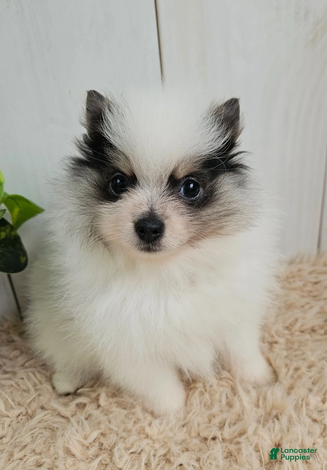 Pomeranian dogs for sale: Poppy - Ad 1
