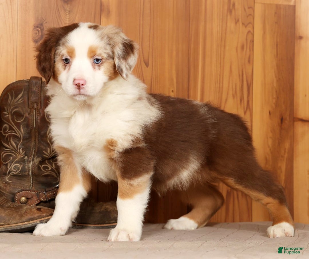 Australian Shepherd dogs for sale: Goldie - Ad 4