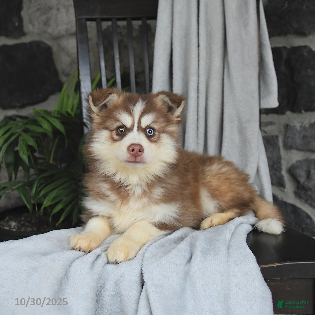 Pomsky dogs for sale: Monty - Ad 2