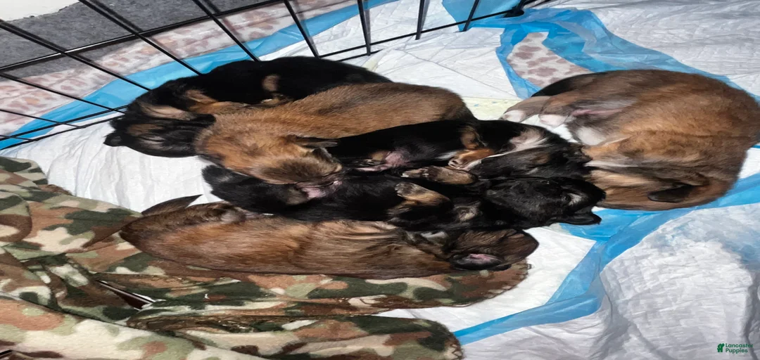 Gallery Image {{count}}