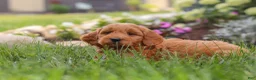 Mini Goldendoodle dogs for sale: Bingo - Ad 6