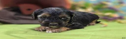Cockapoo dogs for sale: Batty - Ad 25