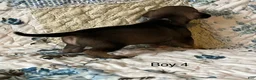 Chiweenie dogs for sale: Chiweenie 4 - Ad 6