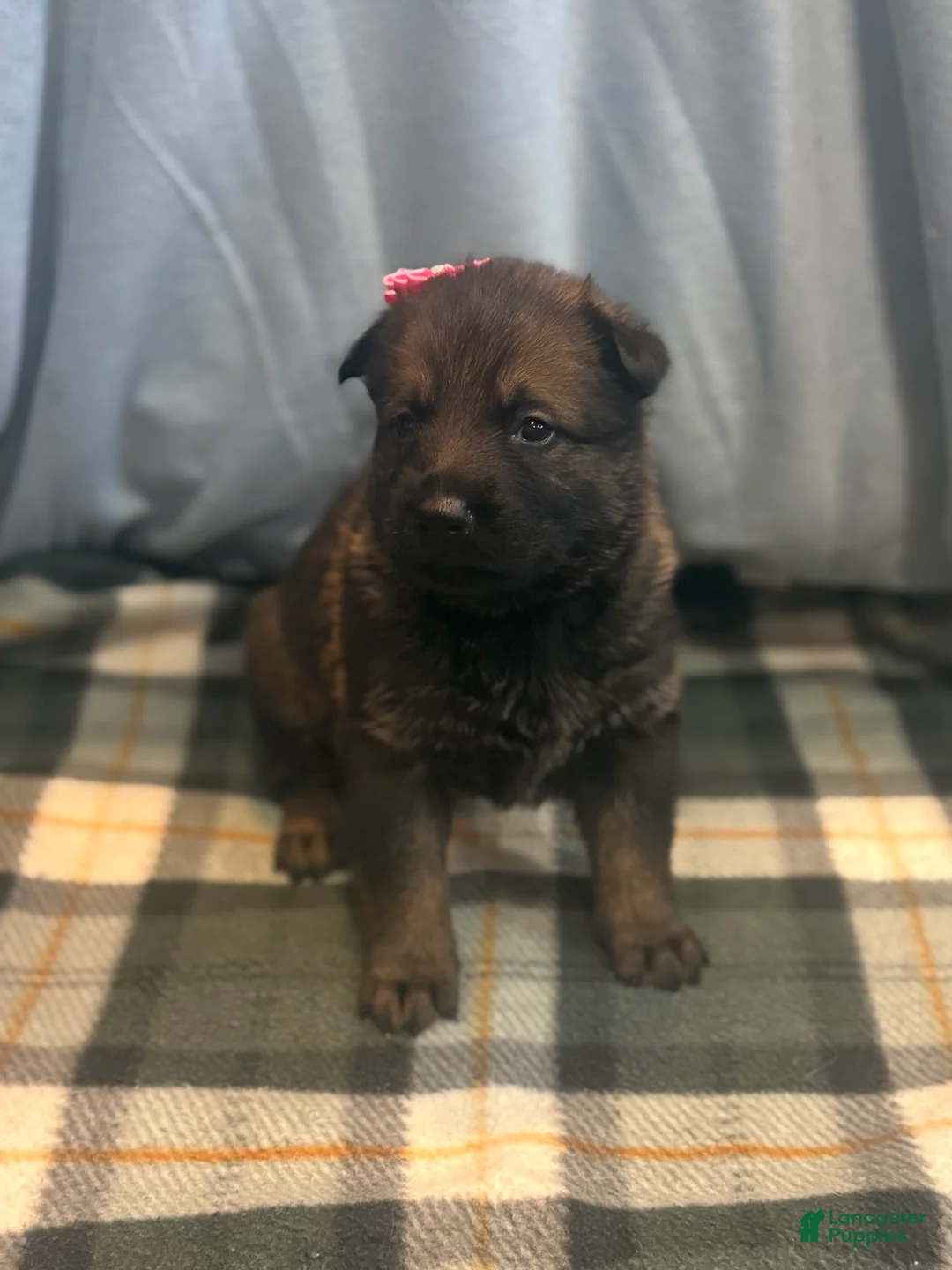 German Shepherd dogs for sale: Shelby - Ad 2