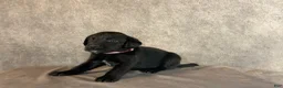 Labrador Retriever dogs for sale: Ms. Pink - Ad 2