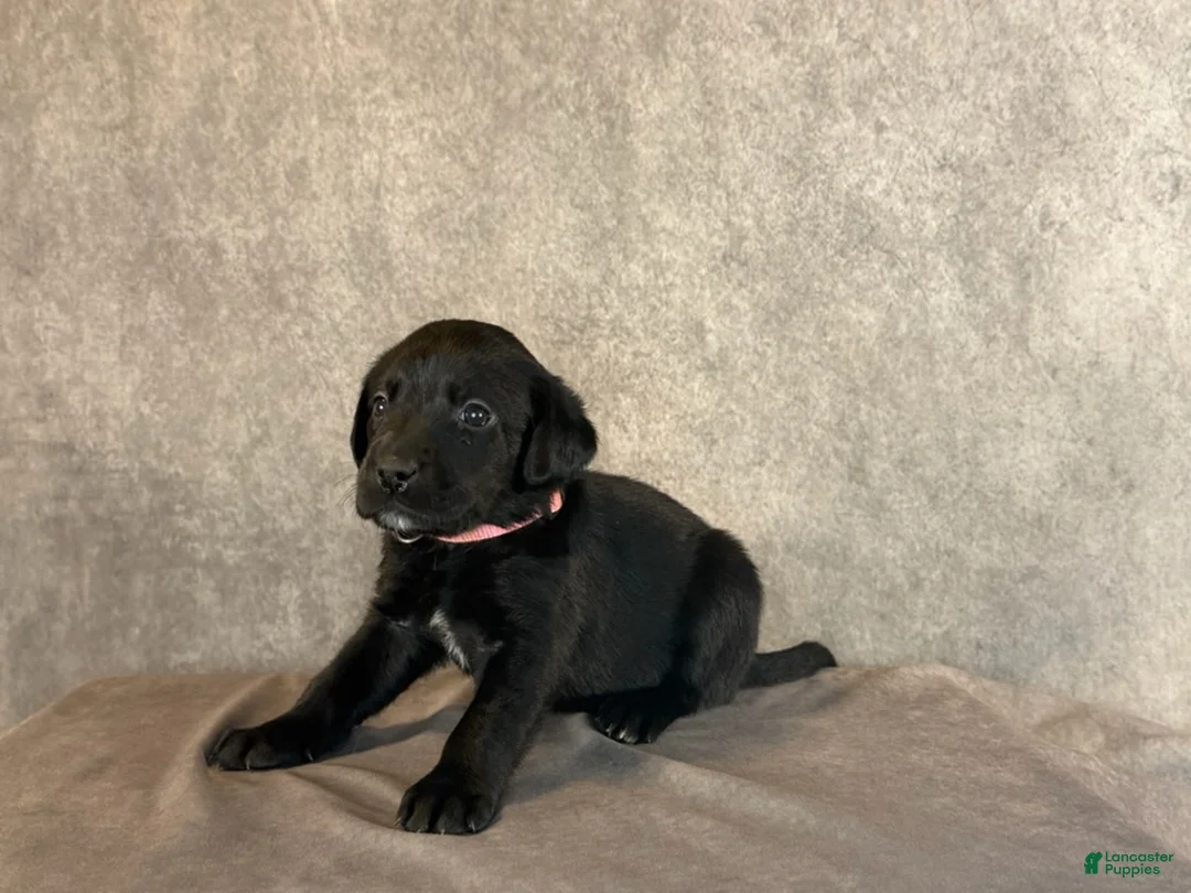 Labrador Retriever dogs for sale: Ms. Pink - Ad 2
