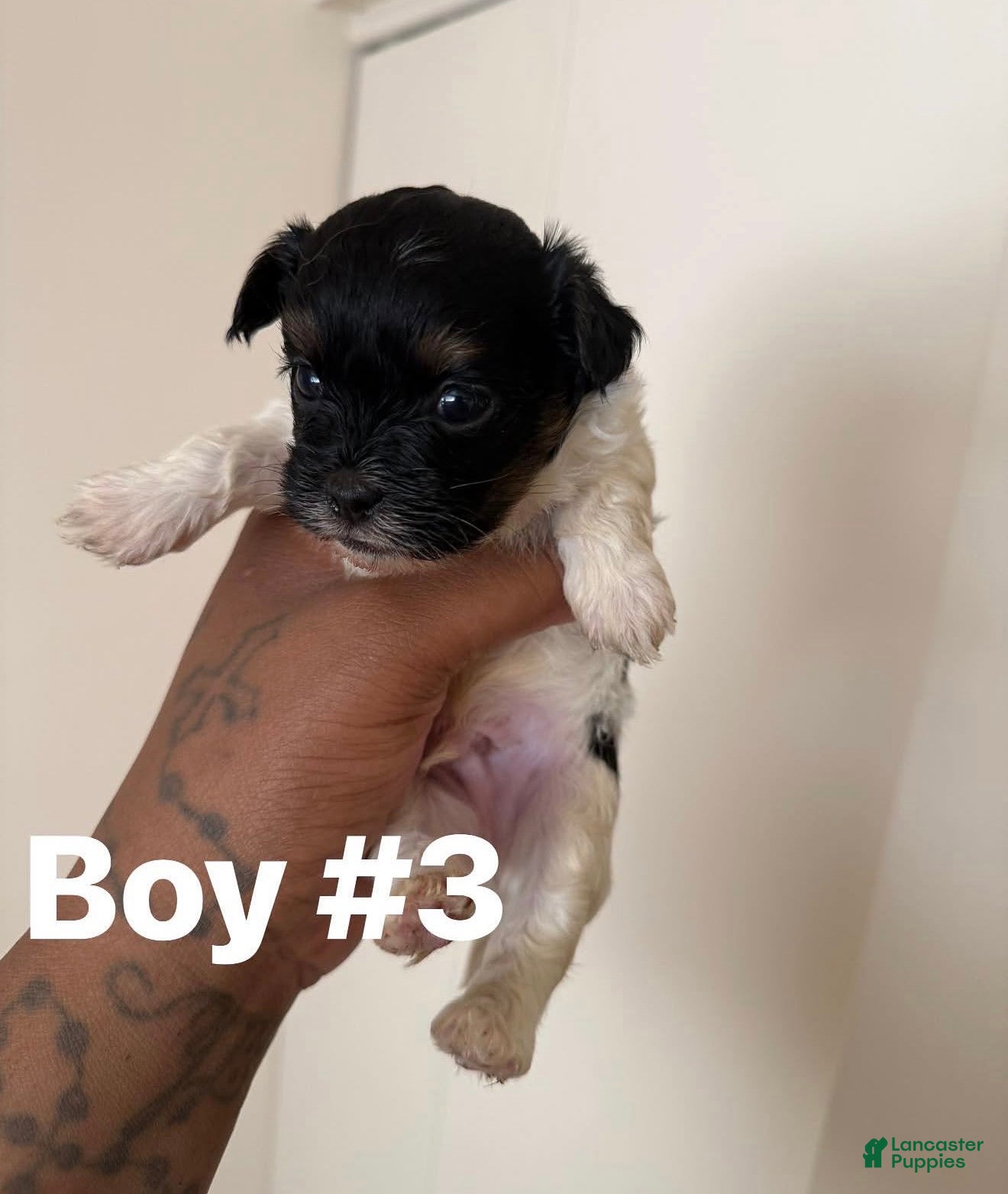 Shihpoo dogs Shihpoo 3 - Ad 10